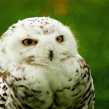 Artwork thumbnail, Snowy Owl - a penny for your thoughts by steppeland
