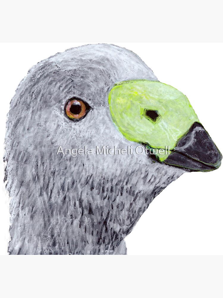 Cape Barren Goose (Cereopsis) by ByFitsAndStarts