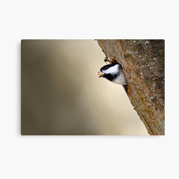 Black-capped Chickadee Spring Cleaning Tree Hollow Canvas Print