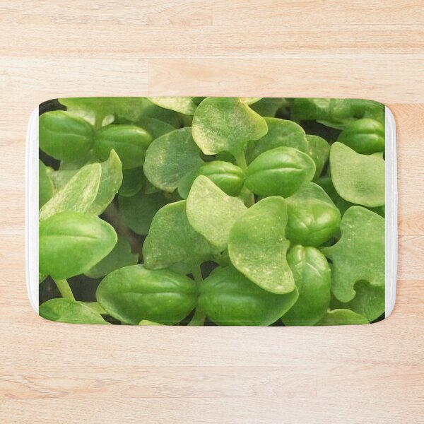 Item preview, Basil designed and sold by Luccianos.