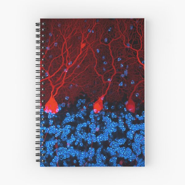 Item preview, Section of the cerebellum in the brain designed and sold by HyperBlur.
