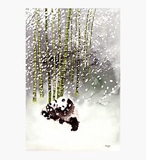 Pandas In The Snow Photographic Print
