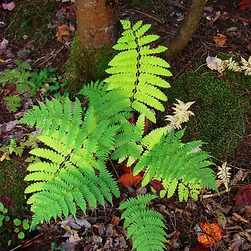 Artwork thumbnail, Ferns by J Rier Photography