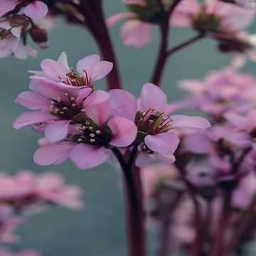 Artwork thumbnail, Spring by BeSafeRs