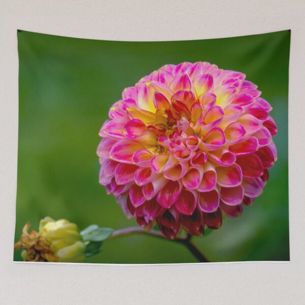Item preview, Pink Dahlia in Bloom designed and sold by Steven Jodoin.