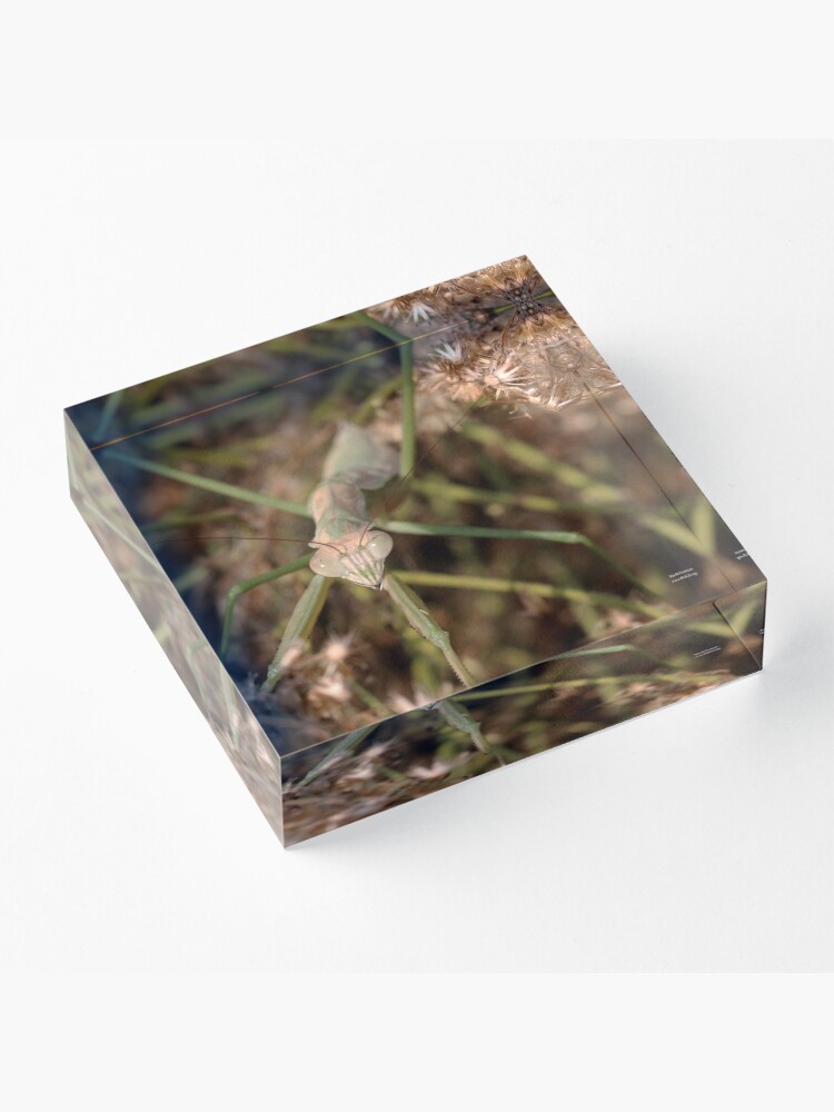 Alternate view of Chinese Mantis Face Acrylic Block
