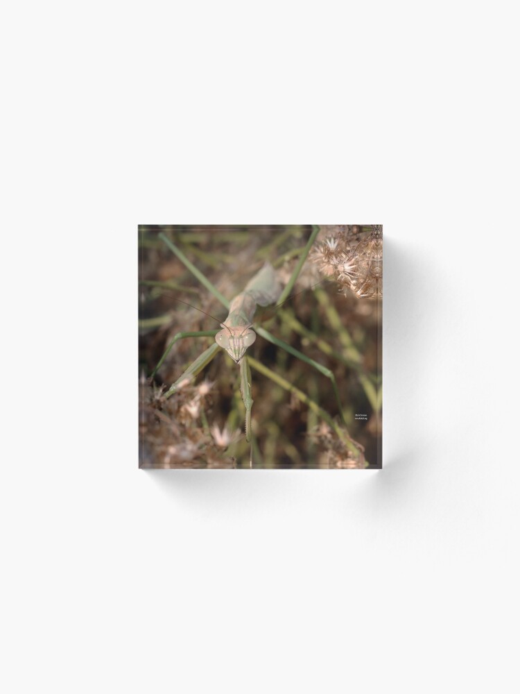 Alternate view of Chinese Mantis Face Acrylic Block