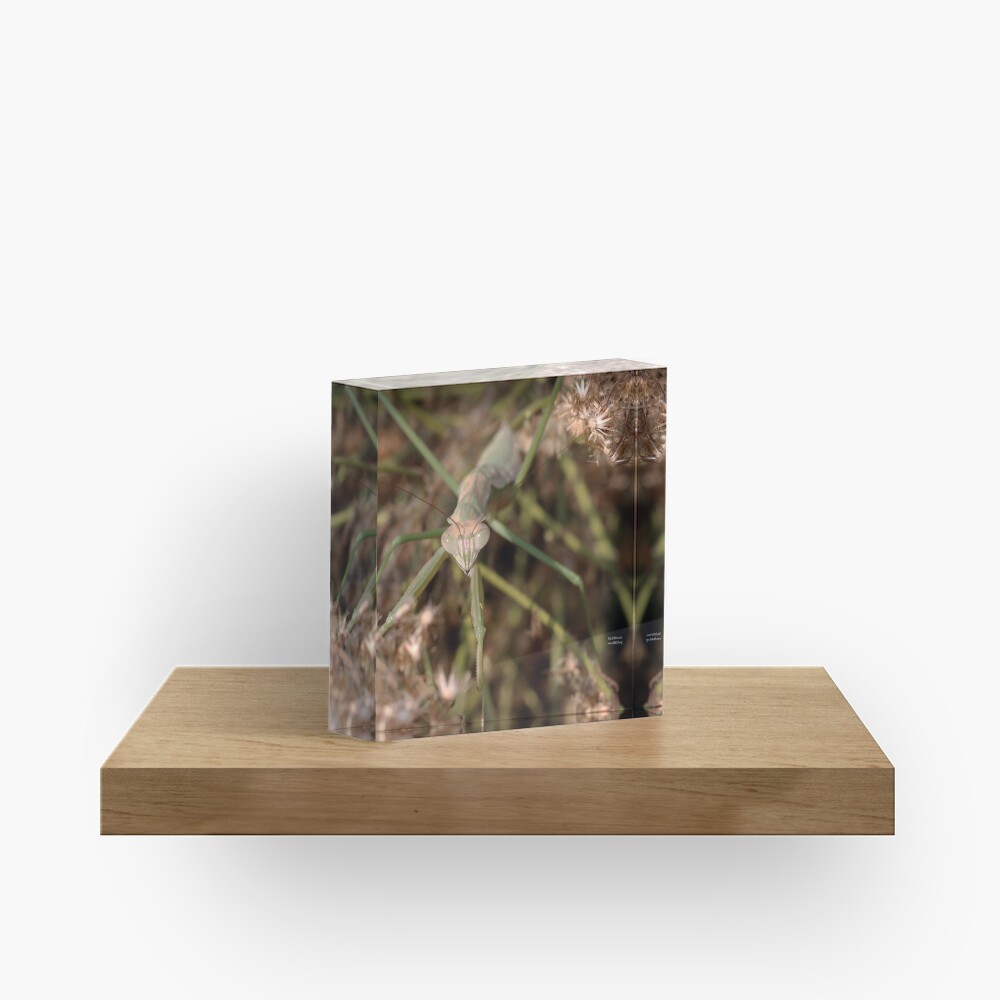 Chinese Mantis Face Acrylic Block