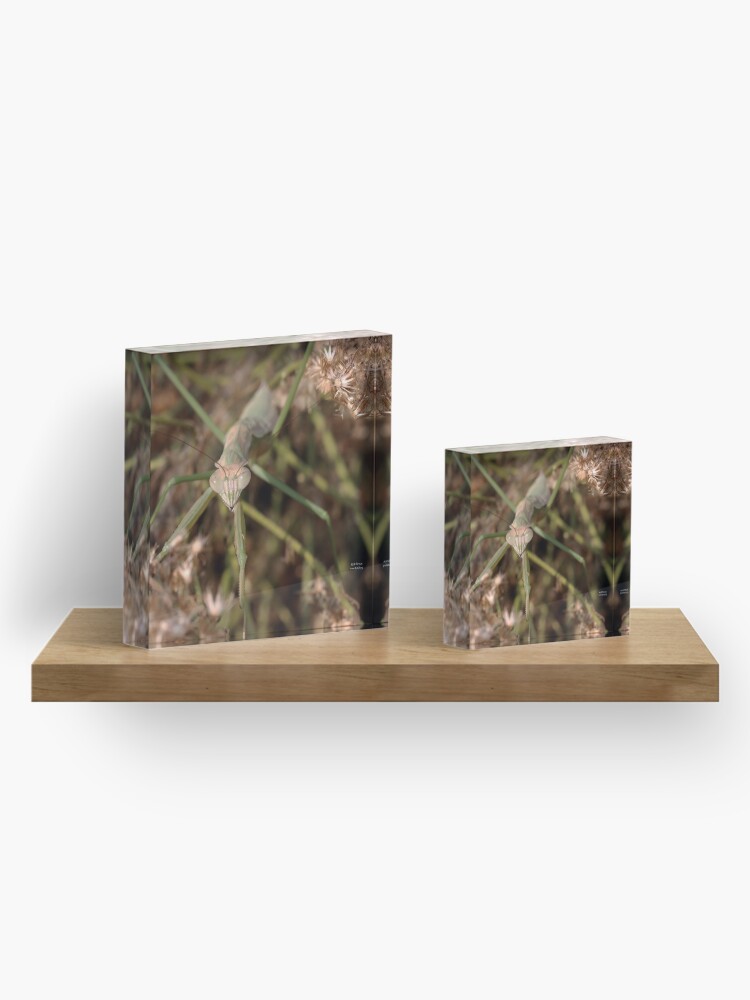 Alternate view of Chinese Mantis Face Acrylic Block