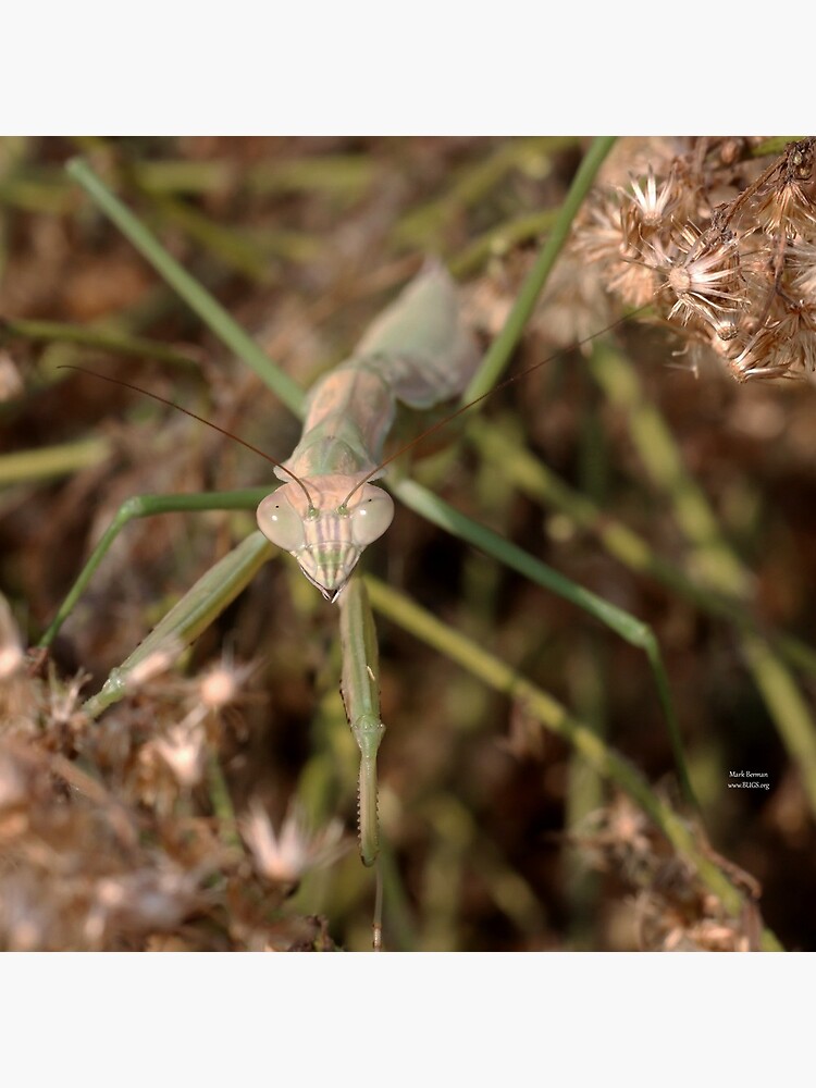 Chinese Mantis Face by mark-bugs-org