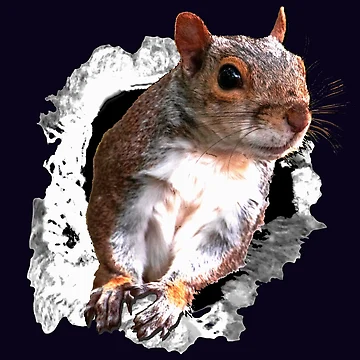 Artwork thumbnail, Animals Squirrel by RiffXS