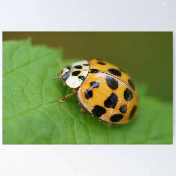Item preview, A Little Luck designed and sold by Lorelle Gromus.