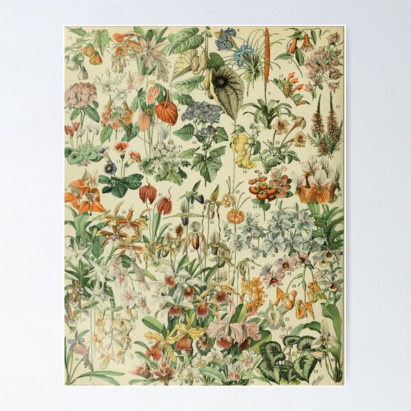 Adolphe Millot - Fleurs pour tous - French vintage poster Poster