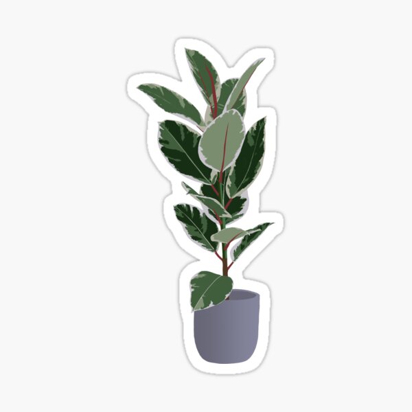 Item preview, Variegated Rubber Plant designed and sold by kaberman.