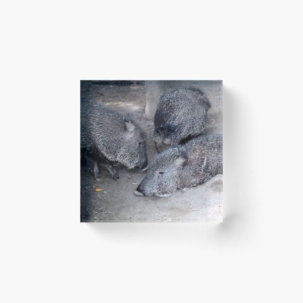 Item preview, CHACOAN PECCARY designed and sold by BOLLA67.