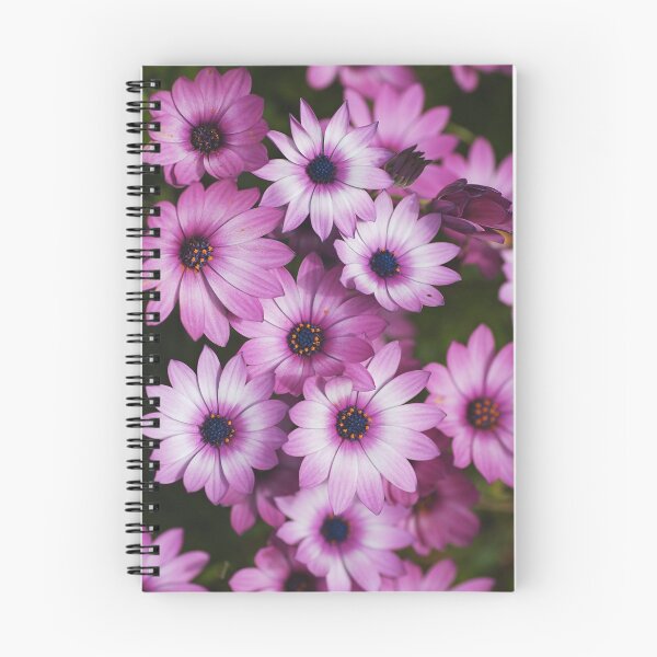 Item preview, Cape Daisy Always Pink designed and sold by Joy Watson - Natural Light Photography .