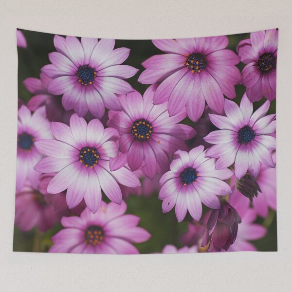 Item preview, Cape Daisy Always Pink designed and sold by Joy Watson - Natural Light Photography .