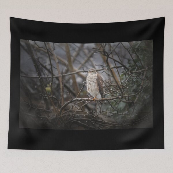 Item preview, Sparrowhawk on apple tree designed and sold by Kipcio.