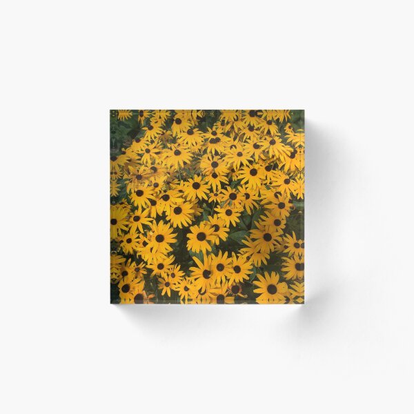 Black-eyed Susans galore Acrylic Block