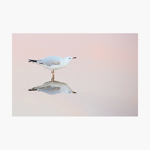 gull ripple Photographic Print