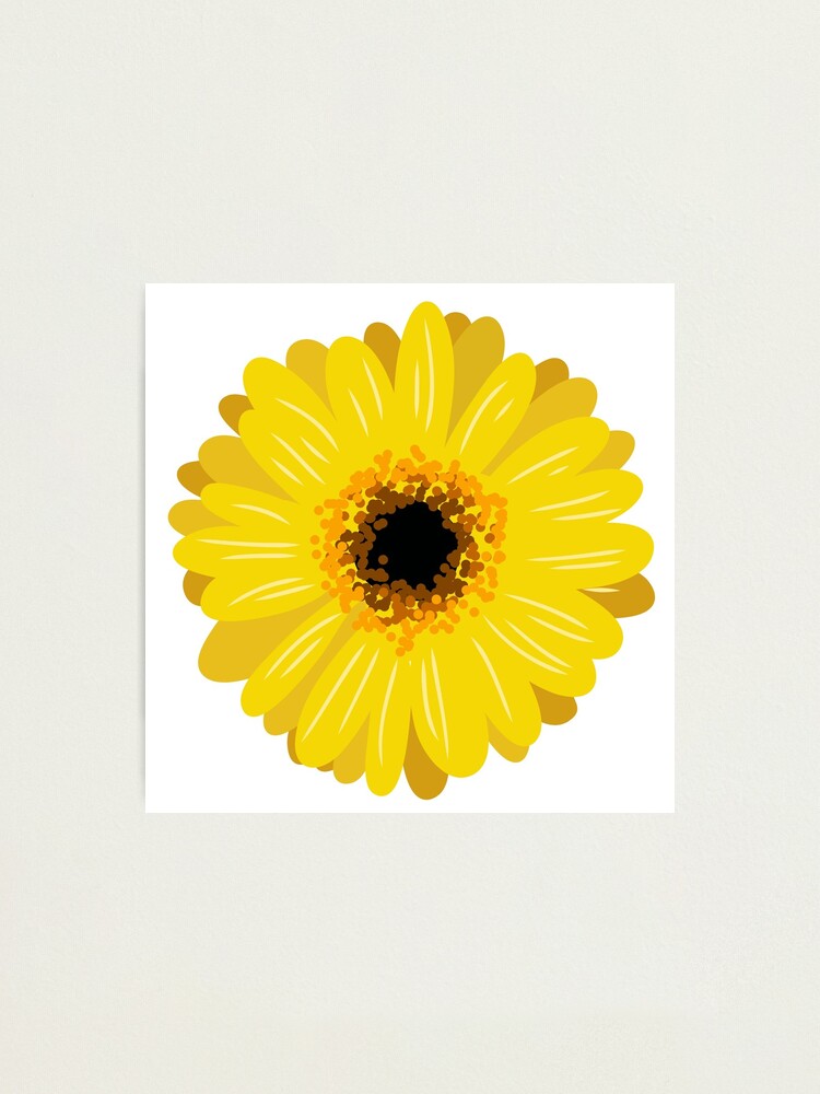 Lámina fotográfica «Ilustraciones de flores: Gerbera amarilla» de  ChriseryMerch | Redbubble