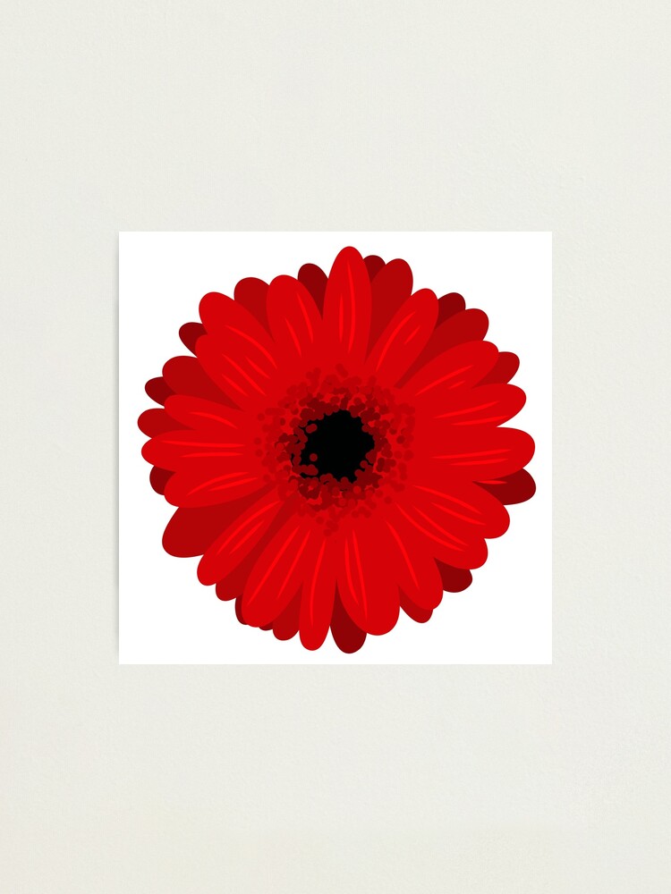 Lámina fotográfica «Ilustraciones de flores: Gerbera roja» de ChriseryMerch  | Redbubble