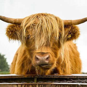 Cheeky Moo, Highland Cow Apron for Sale by Jane Stanley