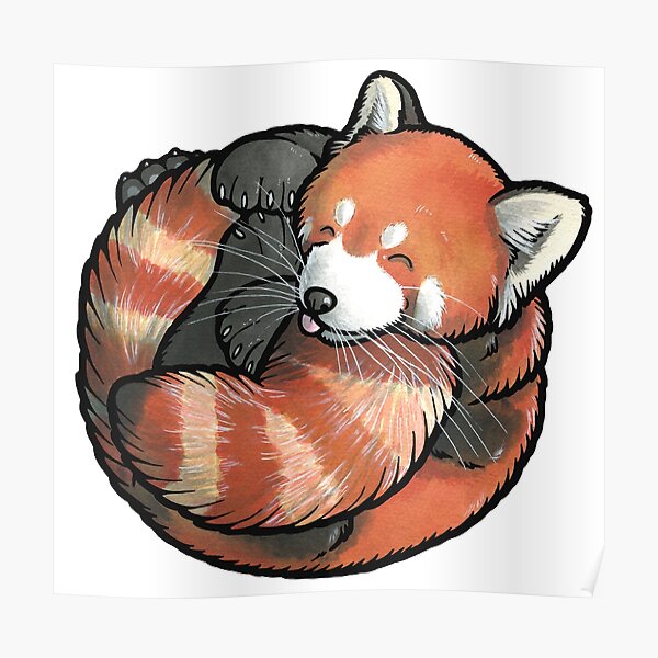 Sleeping Red Panda Poster By Animalartbyjess Redbubble