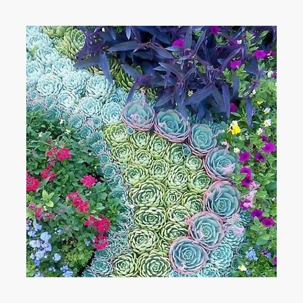 Item preview, Multicolored Succulents, Prismatic Trendy Fresh designed and sold by lotusbud.