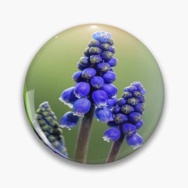 Item preview, Grape Hyacinth. designed and sold by John Ray.