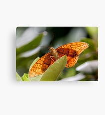 Cruiser Canvas Print