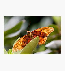 Cruiser Photographic Print
