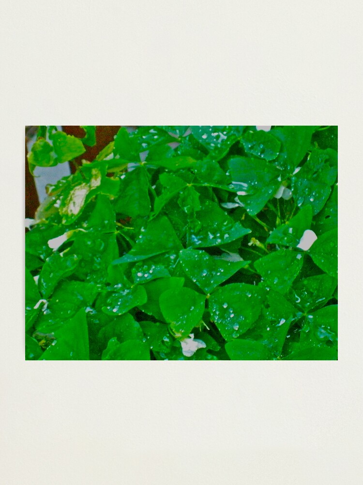 Thumbnail 2 of 3, Photographic Print, Happy St. Patrick's Day designed and sold by TrickyBeamy28.