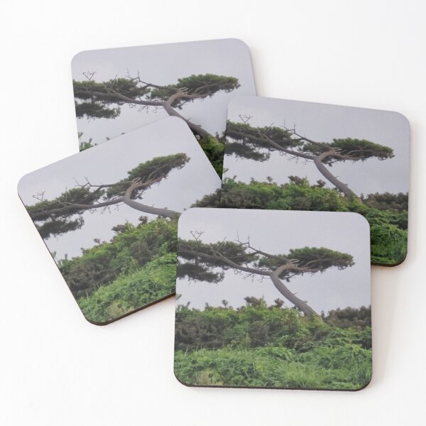 Item preview, Pine tree in jeju island of south korea. designed and sold by human8891.