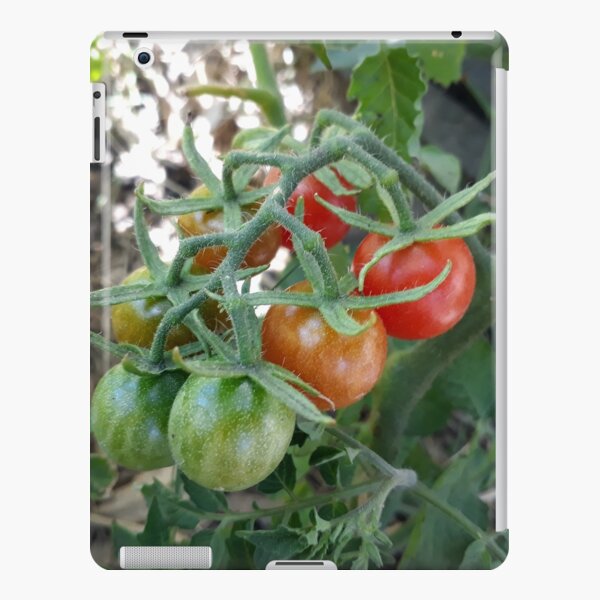 Cocktail Tomatoes in Garden iPad Snap Case