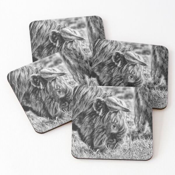 Item preview, Focused highland cattle designed and sold by Marty-photo.