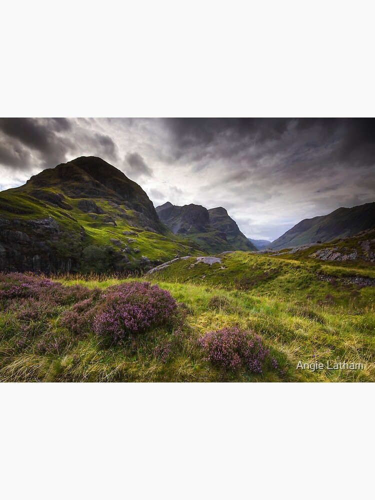 Scotland - Glencoe Heather by AngelaBarnett