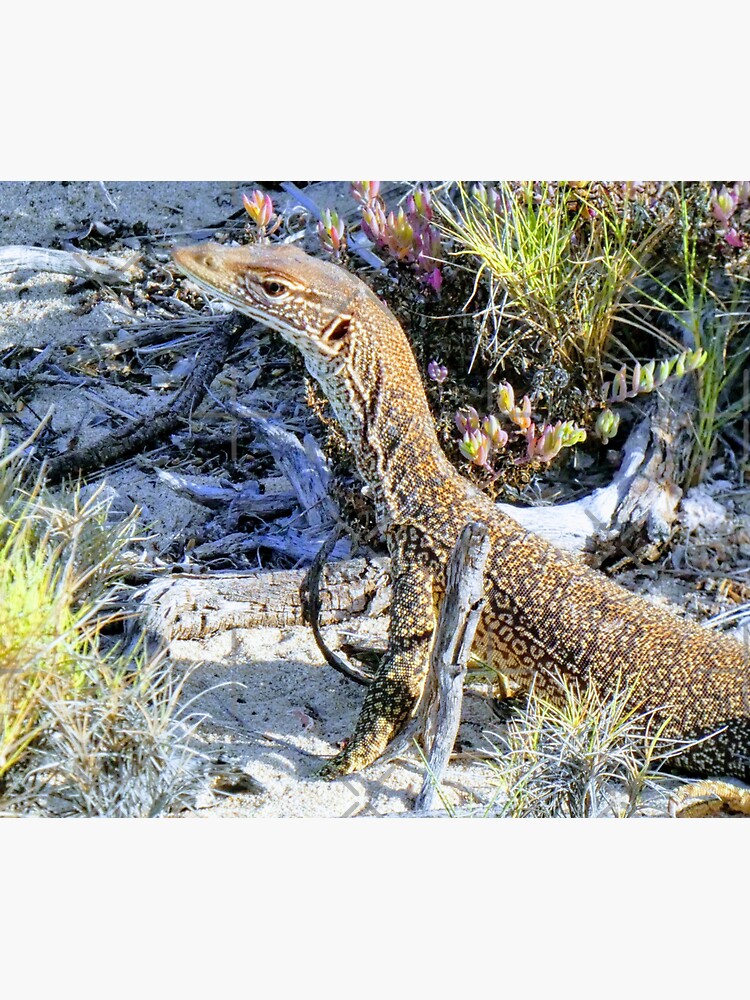 Perentie Australian Lizard by snibbo71