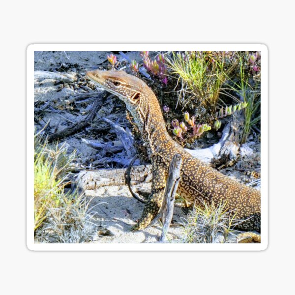 Perentie Australian Lizard Sticker