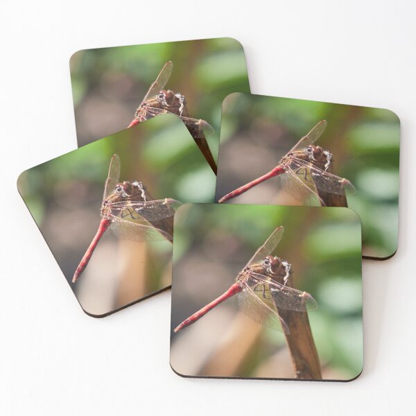 Item preview, Vagrant darter takeing a rest designed and sold by Jouko Lehto Photography.