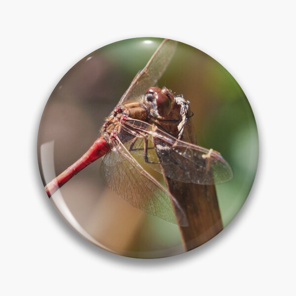 Item preview, Vagrant darter takeing a rest designed and sold by Jouko Lehto Photography.