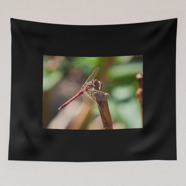 Item preview, Vagrant darter takeing a rest designed and sold by Jouko Lehto Photography.