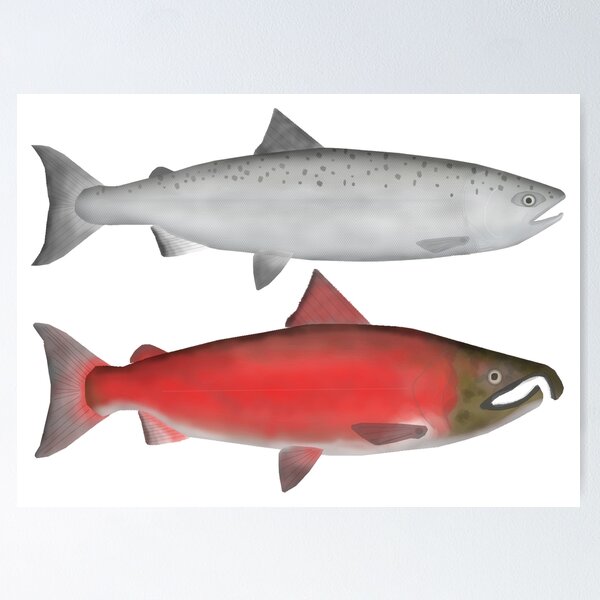 Premium Vector  Sockeye salmon ocean and spawning phase