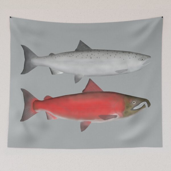 Item preview, Coho (Silver) Salmon Ocean and Spawn Phase designed and sold by fishfolkart.
