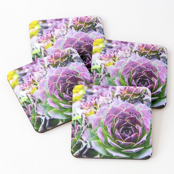 Item preview, Close-up of beautiful and colorful sempervivum succulent houseleek plant in spring designed and sold by Grégory DUBUS.