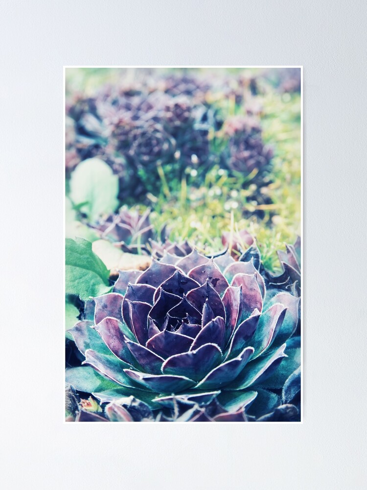 Póster «Primer plano de la hermosa y colorida planta suculenta siempreviva  sempervivum en primavera» de Gregory-DUBUS | Redbubble