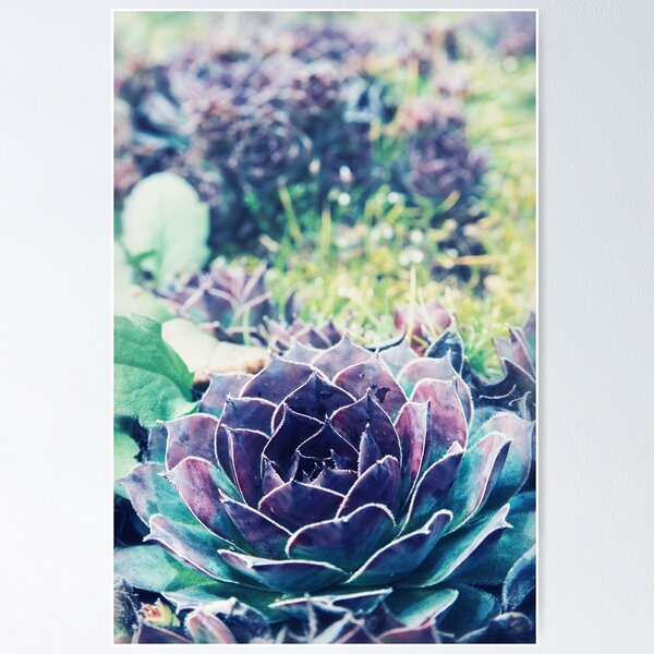 Gros plan de la belle et colorée plante succulente joubarbe sempervivum au printemps Poster