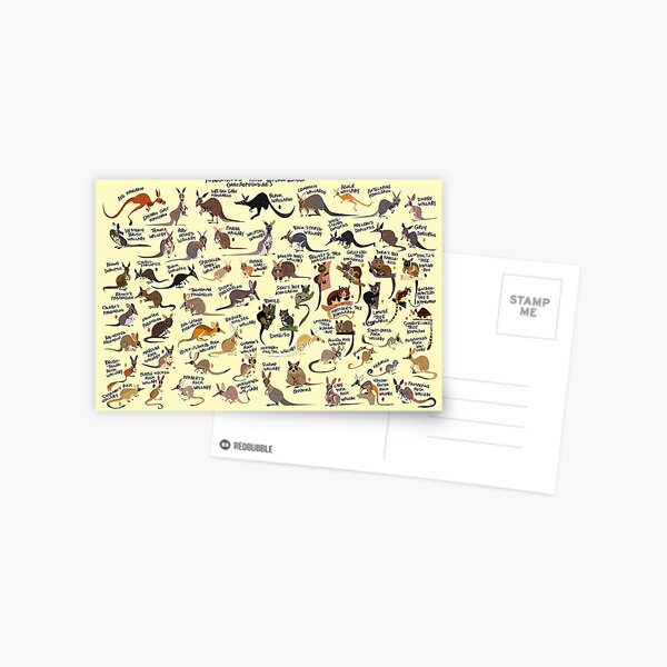 Kangaroos and Wallabies Postcard
