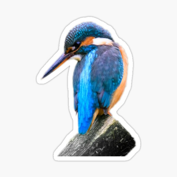 Female Kingfisher  Sticker