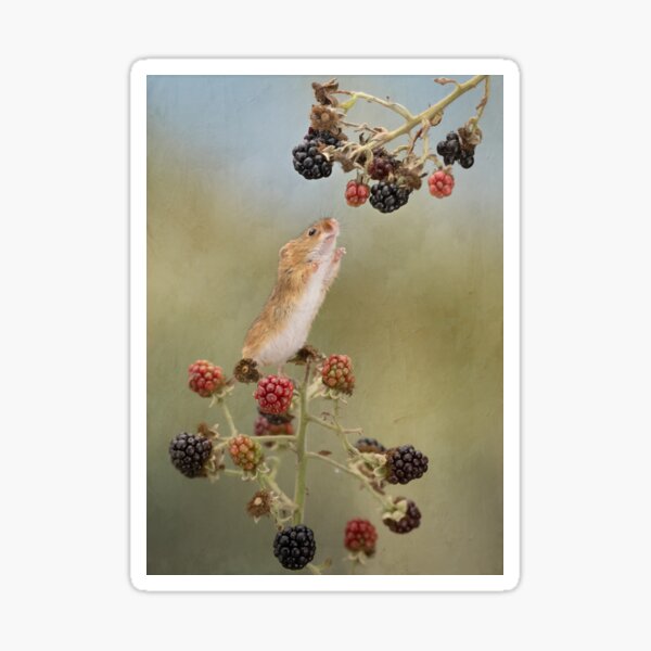 Goin' blackberryin' Sticker